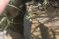 Trichodiadema rogersiae