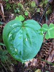 Pseudotrillium rivale