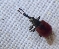 Tatianaerhynchites aequatus