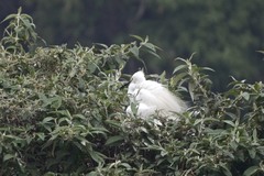 Egretta garzetta dimorpha