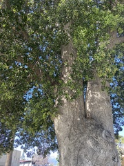 Quercus