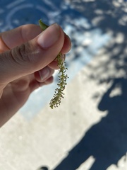 Quercus