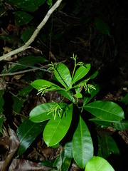 Laxoplumeria aberrans