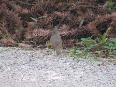 Turdus rufiventris