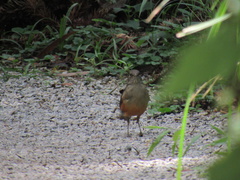 Turdus rufiventris