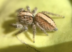 Megafreya sutrix