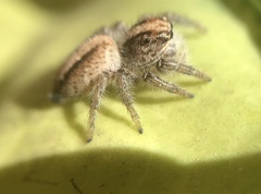 Megafreya sutrix