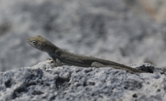 Anolis scriptus scriptus