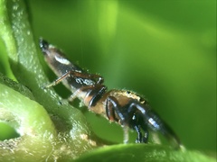 Cotinusa