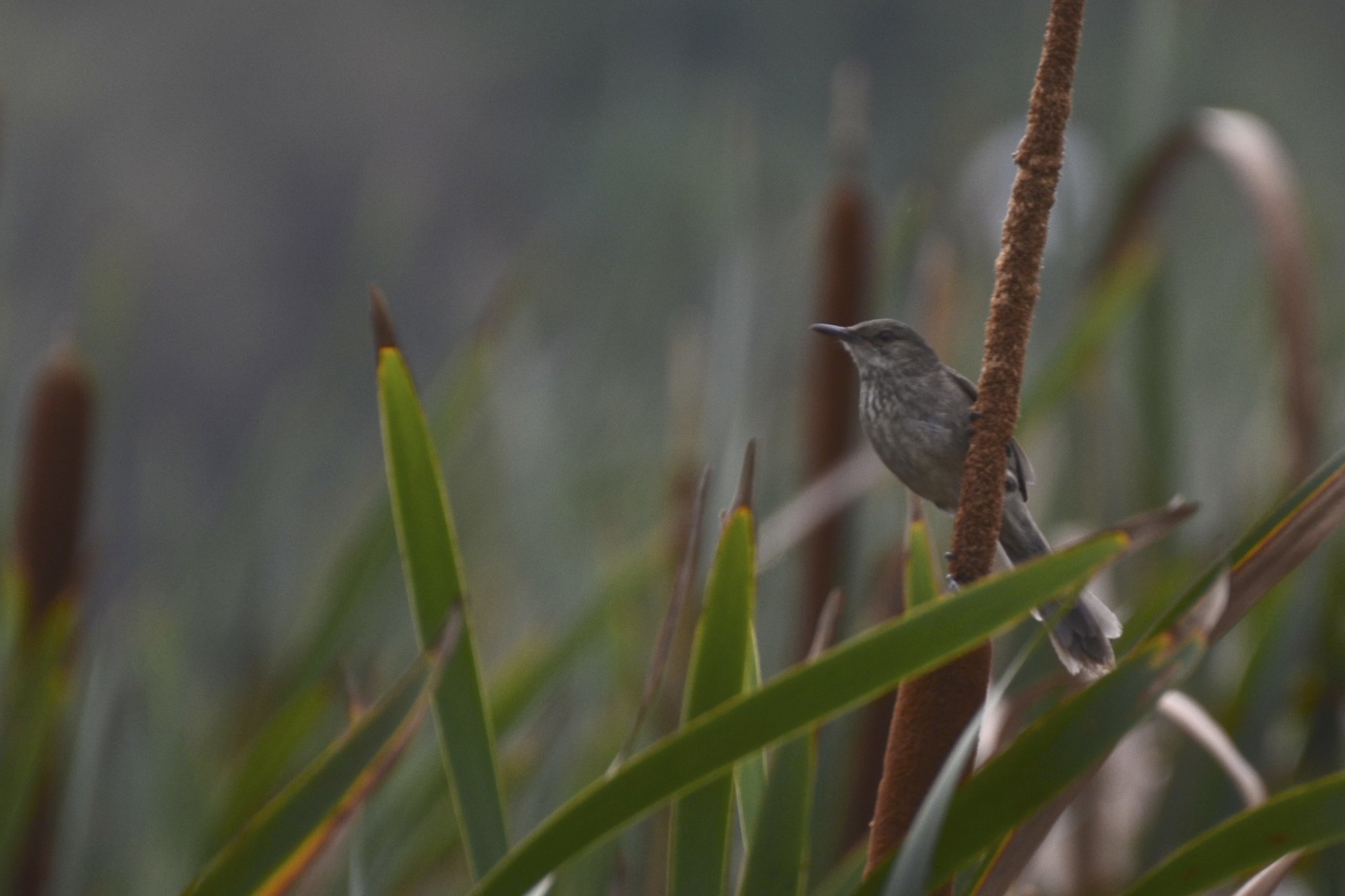 Madagascar Swamp Warbler (Acrocephalus newtoni), photo 7