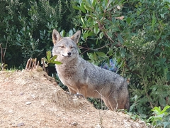 Canis lupaster lupaster