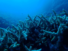 Acropora hemprichii