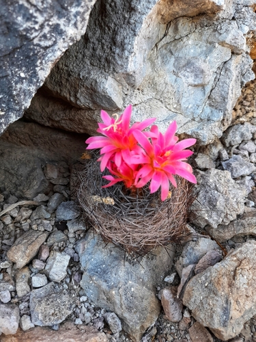 Eriosyce senilis