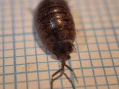 Porcellio gallicus
