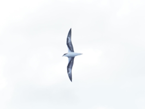 Petrel de las Desertas (Pterodroma deserta)