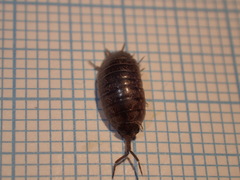Porcellio gallicus