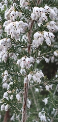 Erica arborea