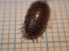 Porcellio gallicus