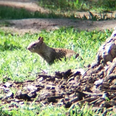 Otospermophilus beecheyi