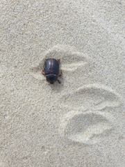 Pericoptus