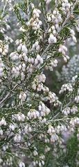 Erica arborea