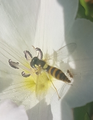 Pterygota