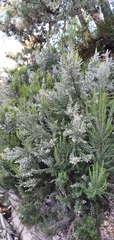 Erica arborea