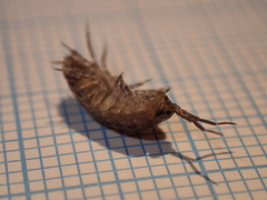 Porcellio gallicus