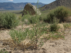Chenopodium fremontii