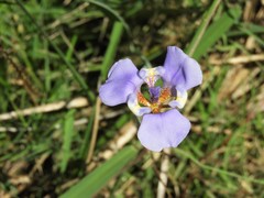 Phalocallis coelestis