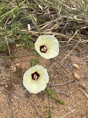 Distimake kentrocaulos