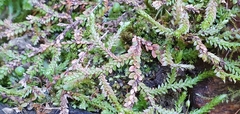 Selaginella denticulata