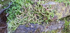 Selaginella denticulata