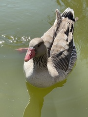 Anser anser domesticus