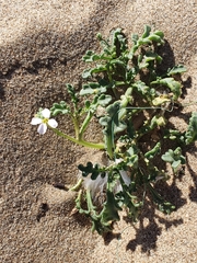 Brassicaceae