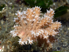 Phyllodesmium koehleri