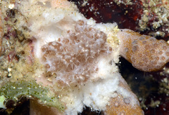 Phyllodesmium koehleri