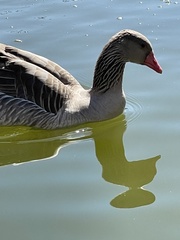 Anser anser domesticus