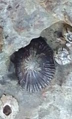 Siphonaria pectinata