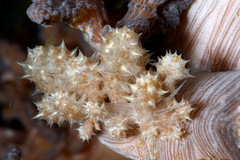Phyllodesmium koehleri