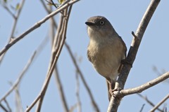 Newtonia brunneicauda