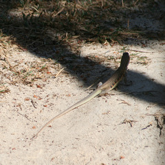 Leiolepis belliana