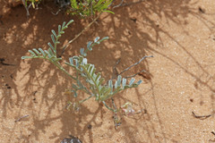 Astragalus ceramicus ceramicus