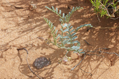 Astragalus ceramicus ceramicus
