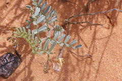 Astragalus ceramicus ceramicus