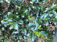 Psydrax odorata buxifolia