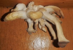Pleurotus cornucopiae