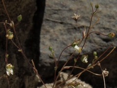 Nemacladus morefieldii