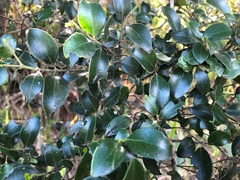 Psydrax odorata buxifolia