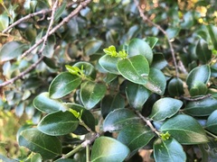 Psydrax odorata buxifolia